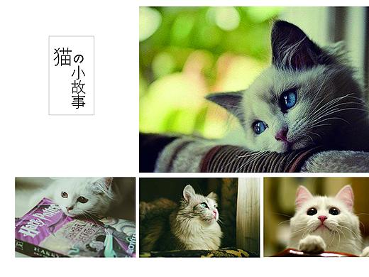 宠物画册