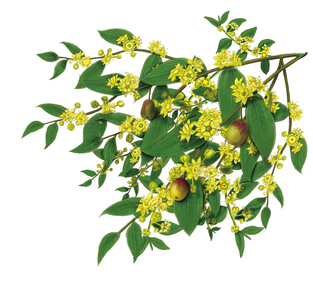 百花寻蜂蜜插画作品（图ZMTY3NjQ5MTI4） - 商业插画 - 站酷设计师茯苓首丘原创素材 - 站酷ZCOOL