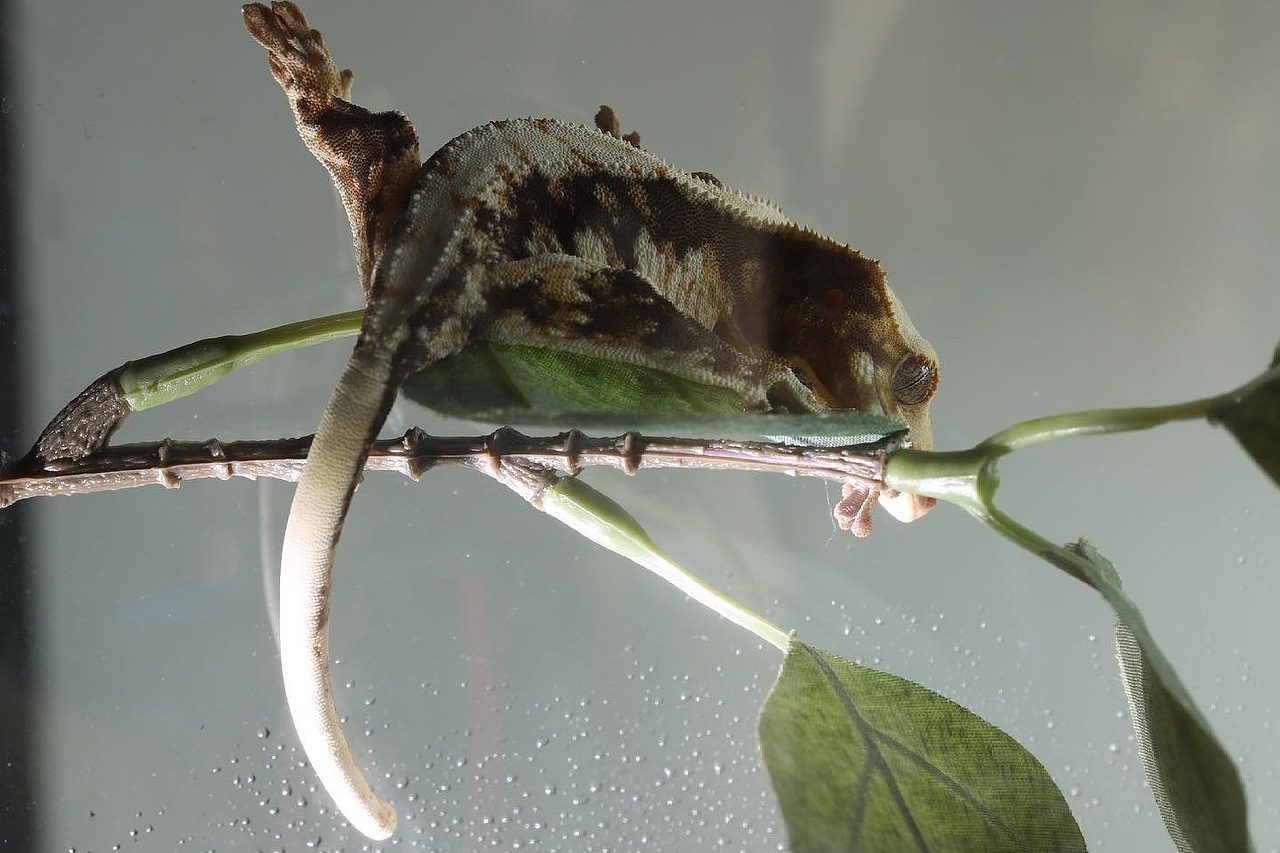 莉莉白3号的日常记录（图ZMjU3OTQwMTM2） - 其他 - 站酷设计师荞麦居士原创素材 - 站酷ZCOOL