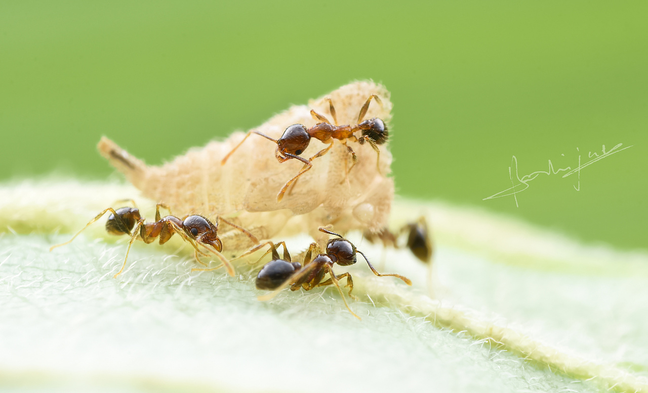 宽结大头蚁工蚁