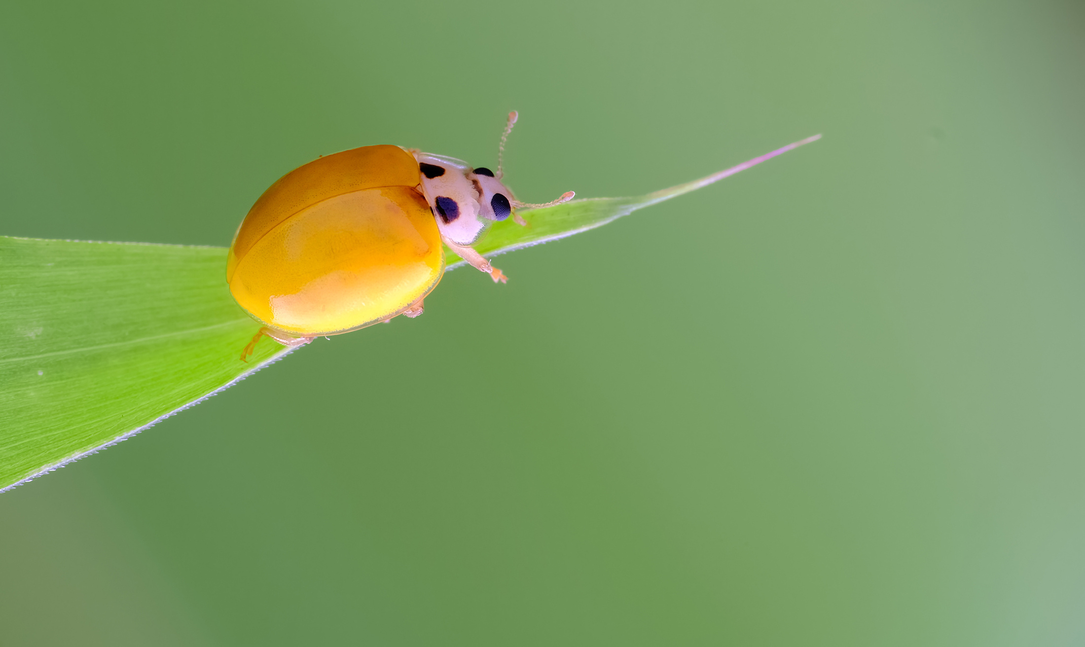 昆虫花语|摄影|微距|深圳瓜哥 - 原创作品 - 站酷 (zcool)