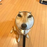 红旅驴绿女驴与驴的头像