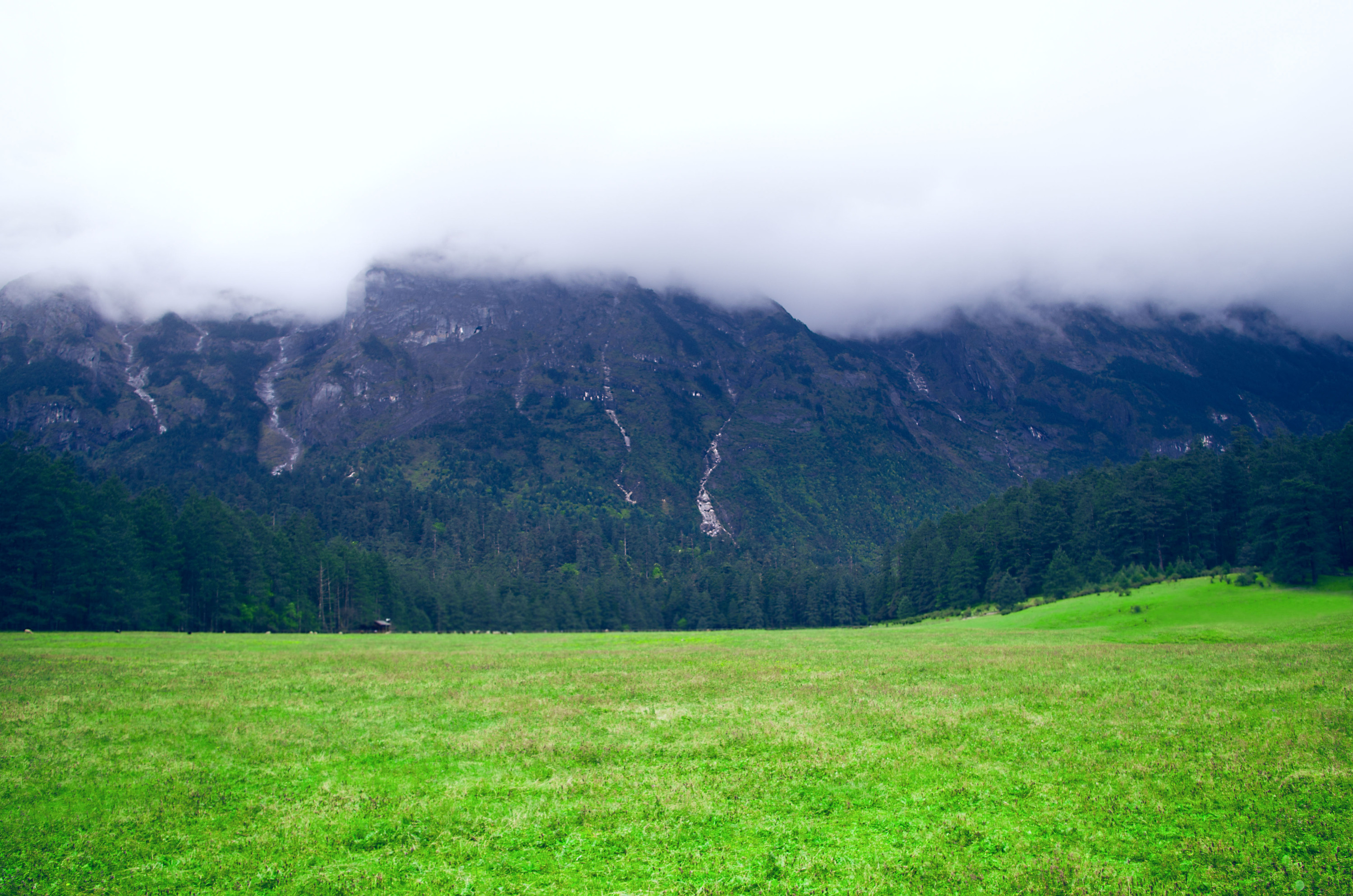 玉龙雪山云杉坪