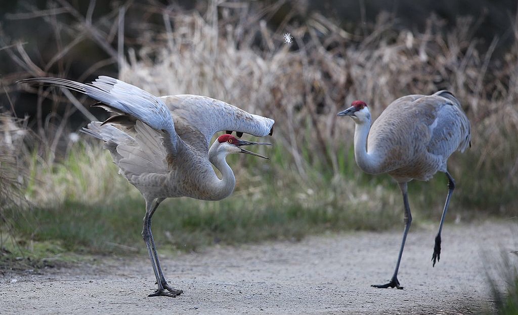 鹤氅如烟羽扇风赋情芳草绿阴中