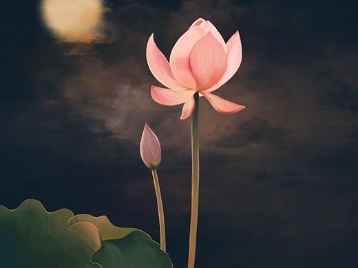 荷花