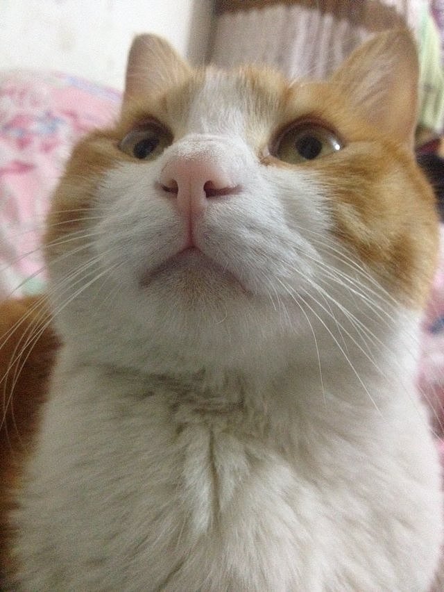 辛勤的猫奴一枚（图ZMjYxMDQwOTY=） - 其他 - 站酷设计师夏尛寞滴原创素材 - 站酷ZCOOL