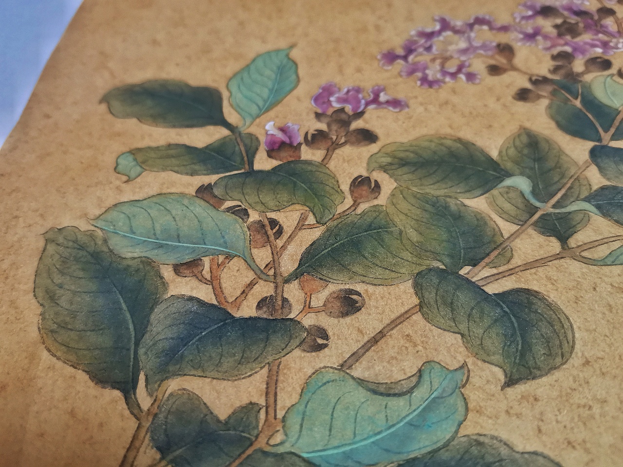 临摹作品纯艺术绘画花卉紫薇国画工笔胡水水胡水水胡水水国潮&国风