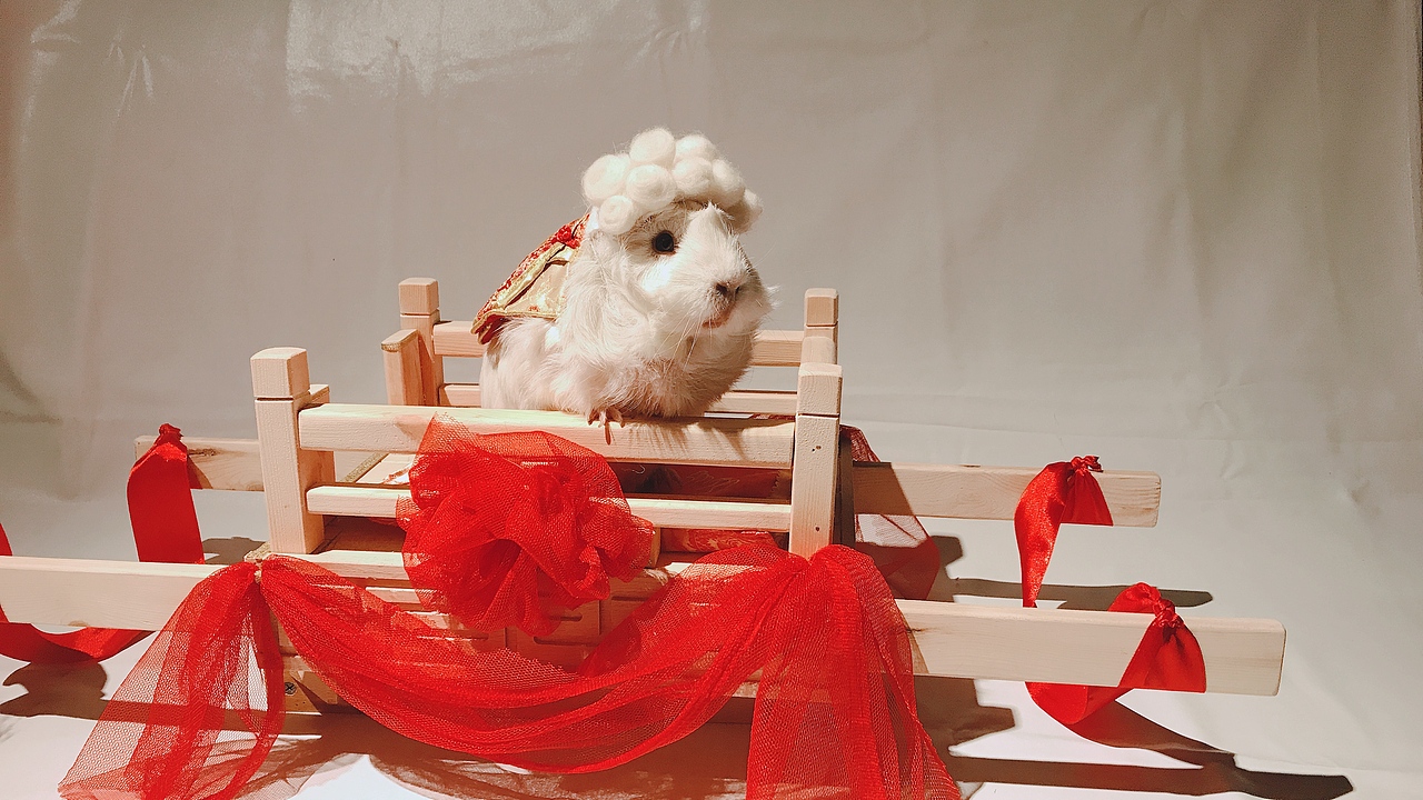 豚鼠婆婆--御撵