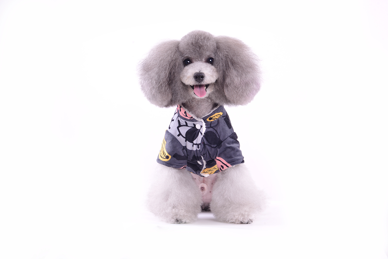 深圳宠物摄影-宠物服装拍摄