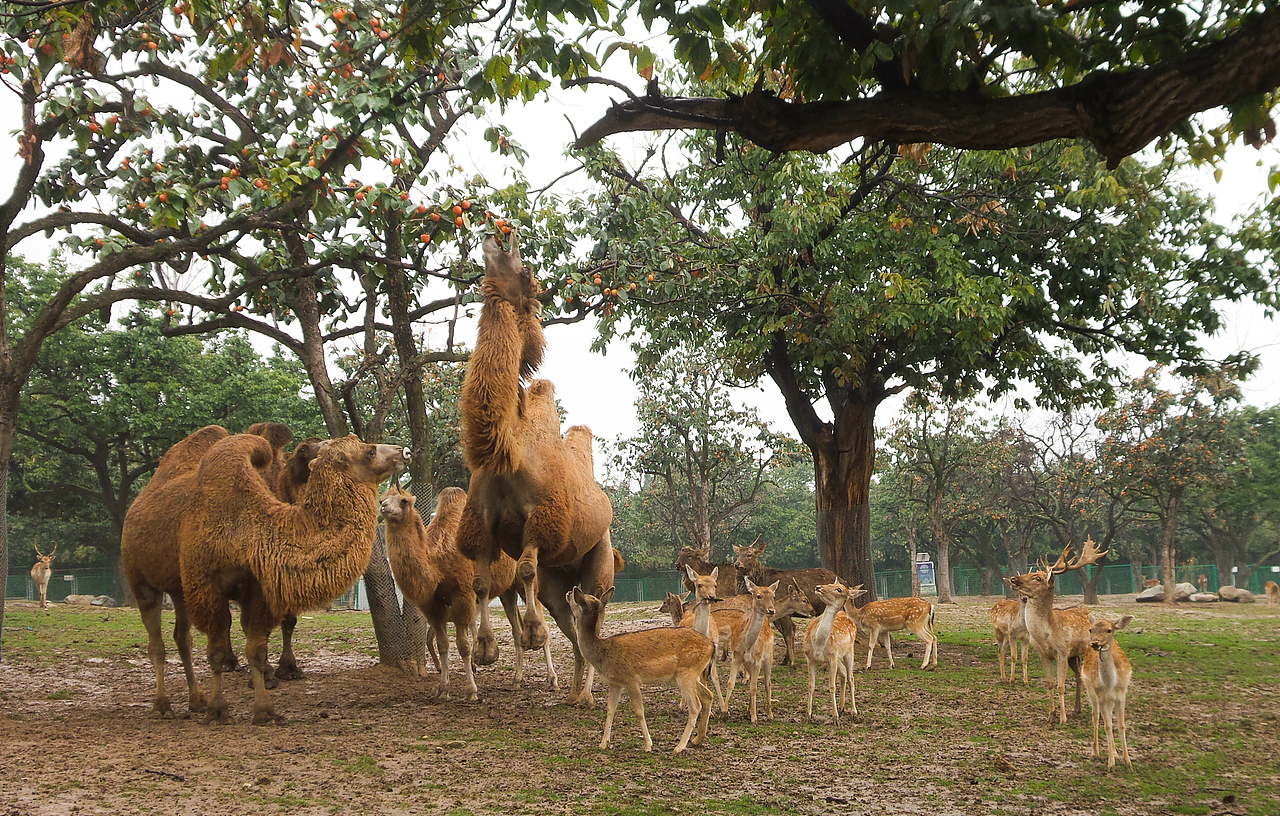 我和我可爱的动物们