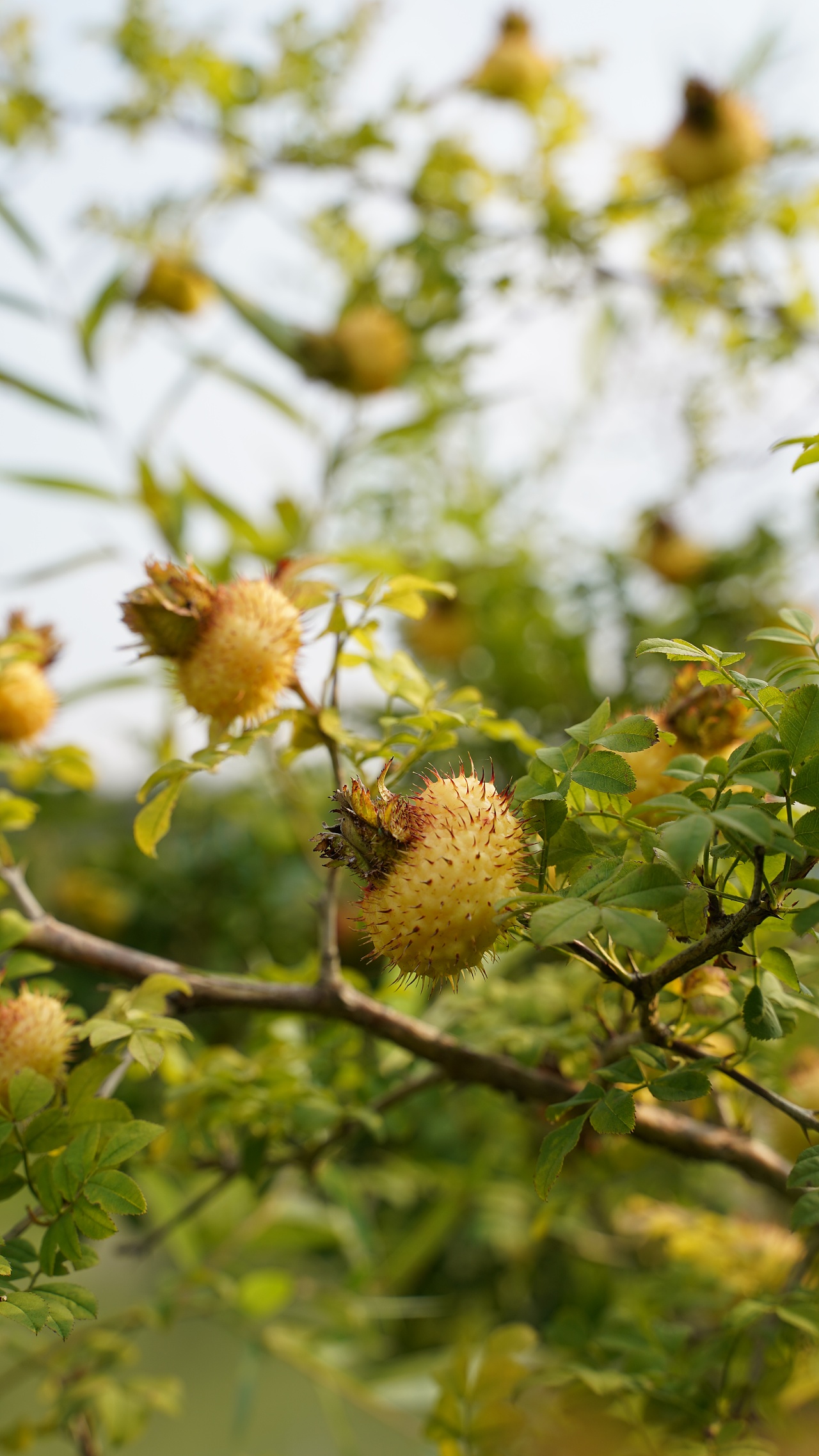 贵州刺梨|摄影|产品摄影|wrx808 - 原创作品 - 站酷 (zcool)