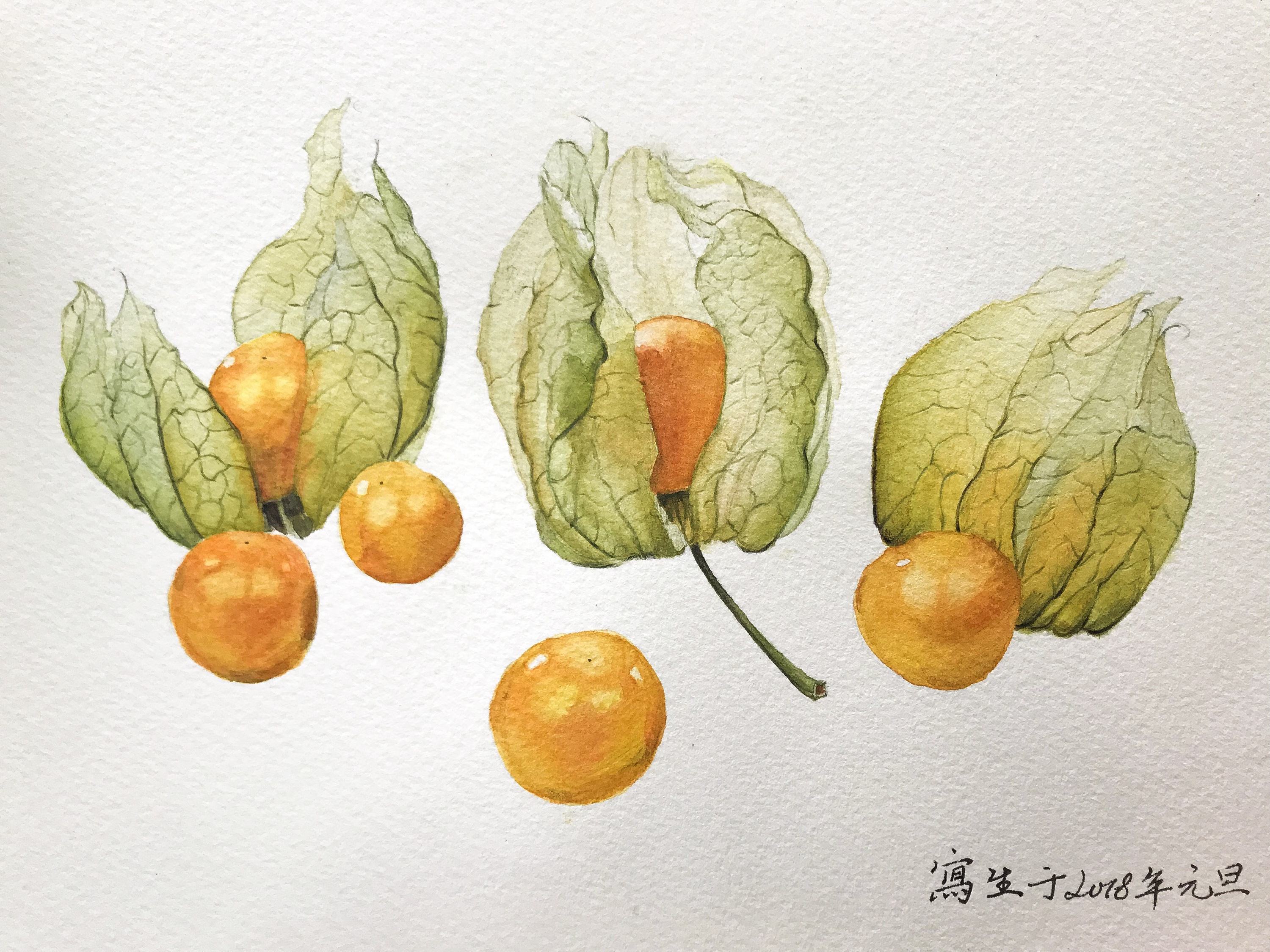 姑娘果 水彩写生