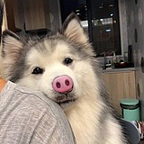是PD呀的头像