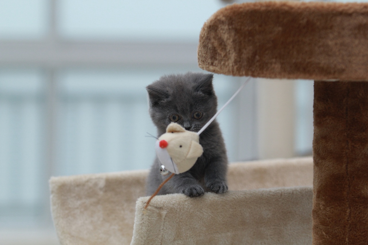 第一次尝试拍小猫崽子们