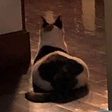 猫猫大饼的头像