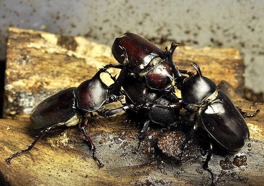 来自地狱的天使——双叉犀金龟饲育记录