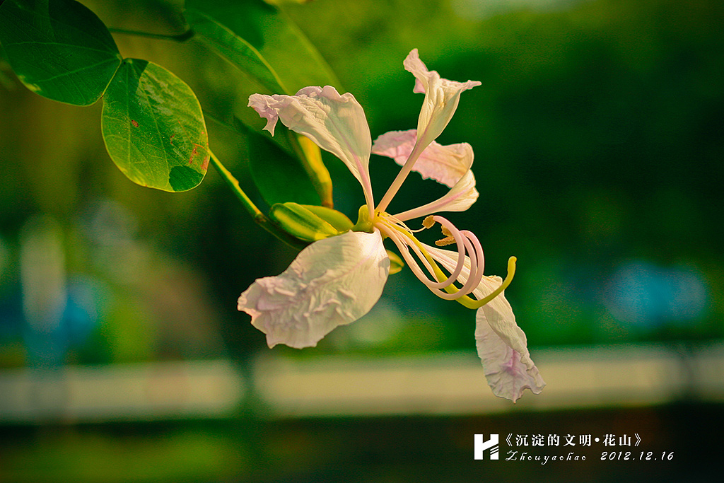 《历史沉淀的文明·花山》（图ZNzgwMjY4MA==） - 人文/纪实摄影 - 站酷设计师haodychou原创素材 - 站酷ZCOOL