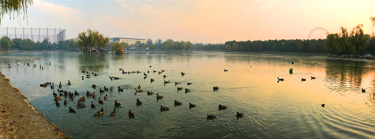 刘勇良摄影作品鸳鸯戏水系列选登