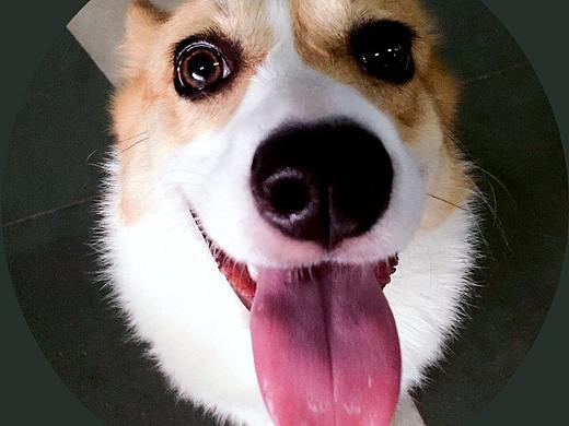 来自灵魂深处的凝视（个人主页-ZMjY4NDE1MDA=） - 宠物摄影 - 站酷设计师KIWI来啦原创素材 - 站酷ZCOOL