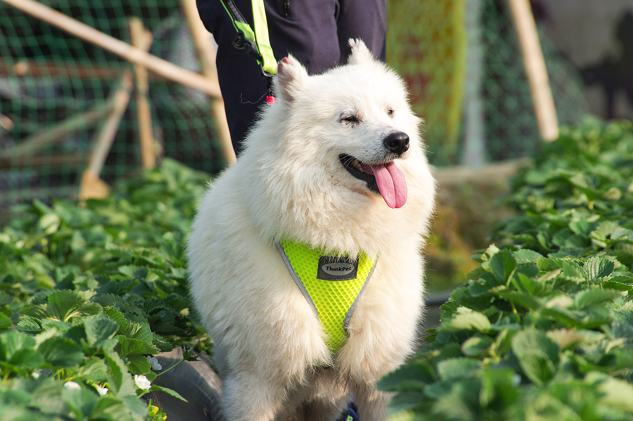 摄影（图ZMTQzMDU0NTg0） - 风光摄影 - 站酷设计师Lgz猪崽原创素材 - 站酷ZCOOL