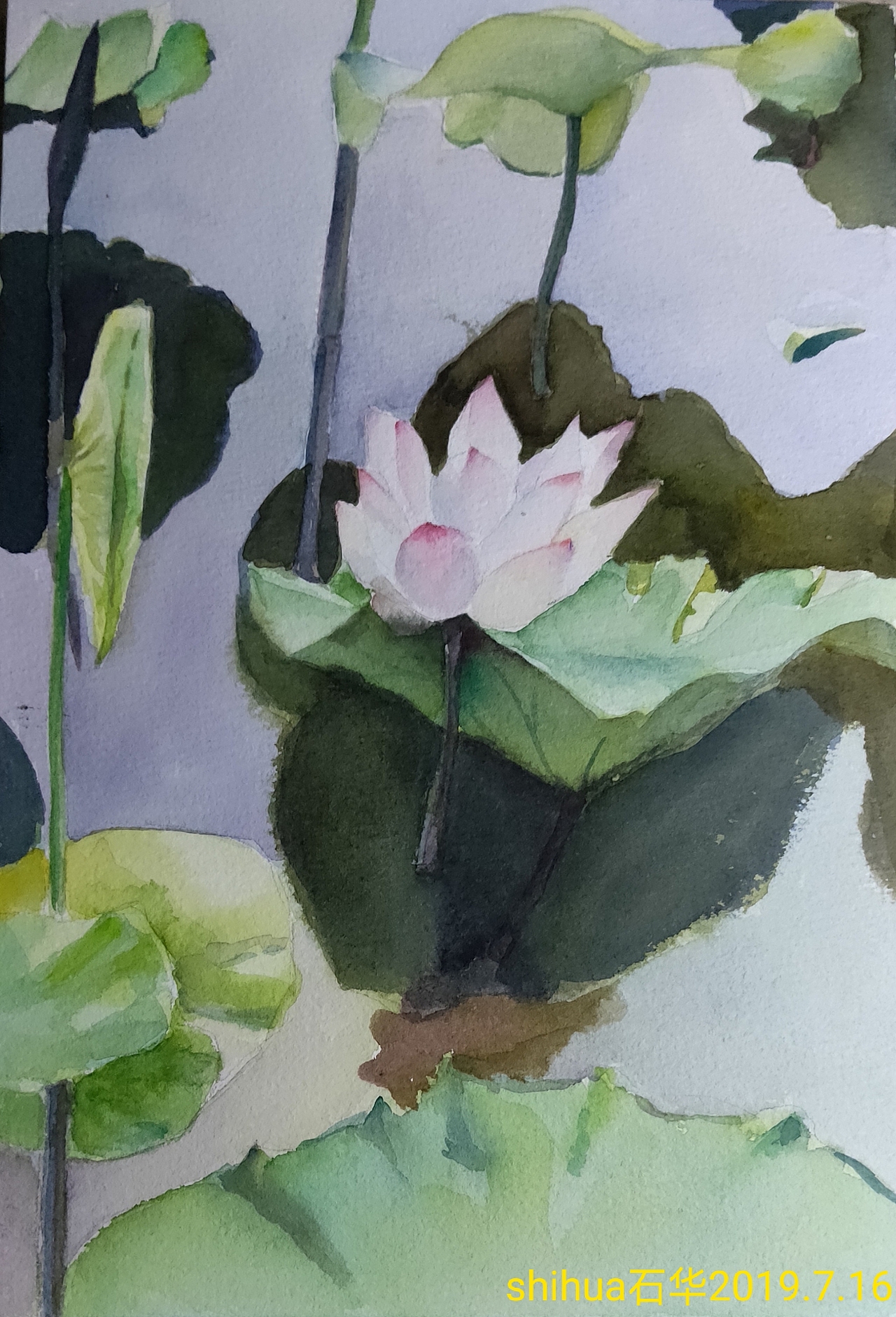 水彩照片写生之十四  新荷