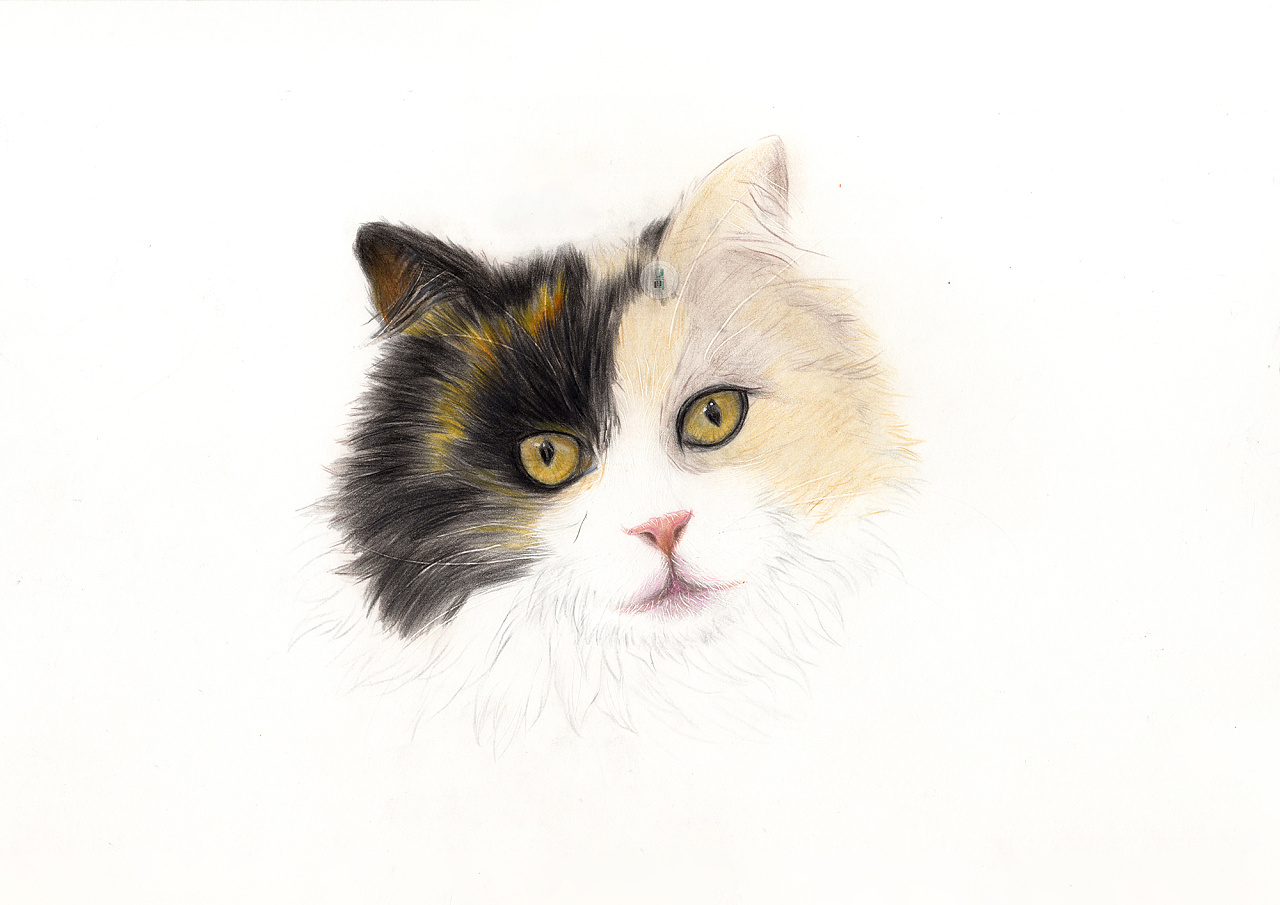 彩铅——猫咪绘画步骤分享