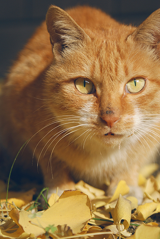 好多喵（图ZMjMzMjQ5NjA=） - 宠物摄影 - 站酷设计师anthonyqg原创素材 - 站酷ZCOOL