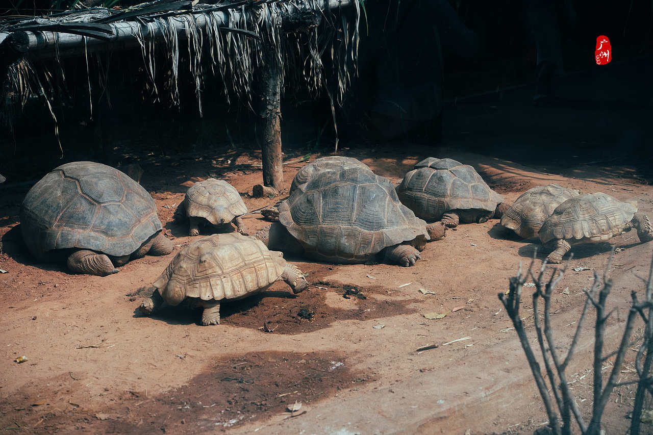 随手拍·广州动物园(水栖类)