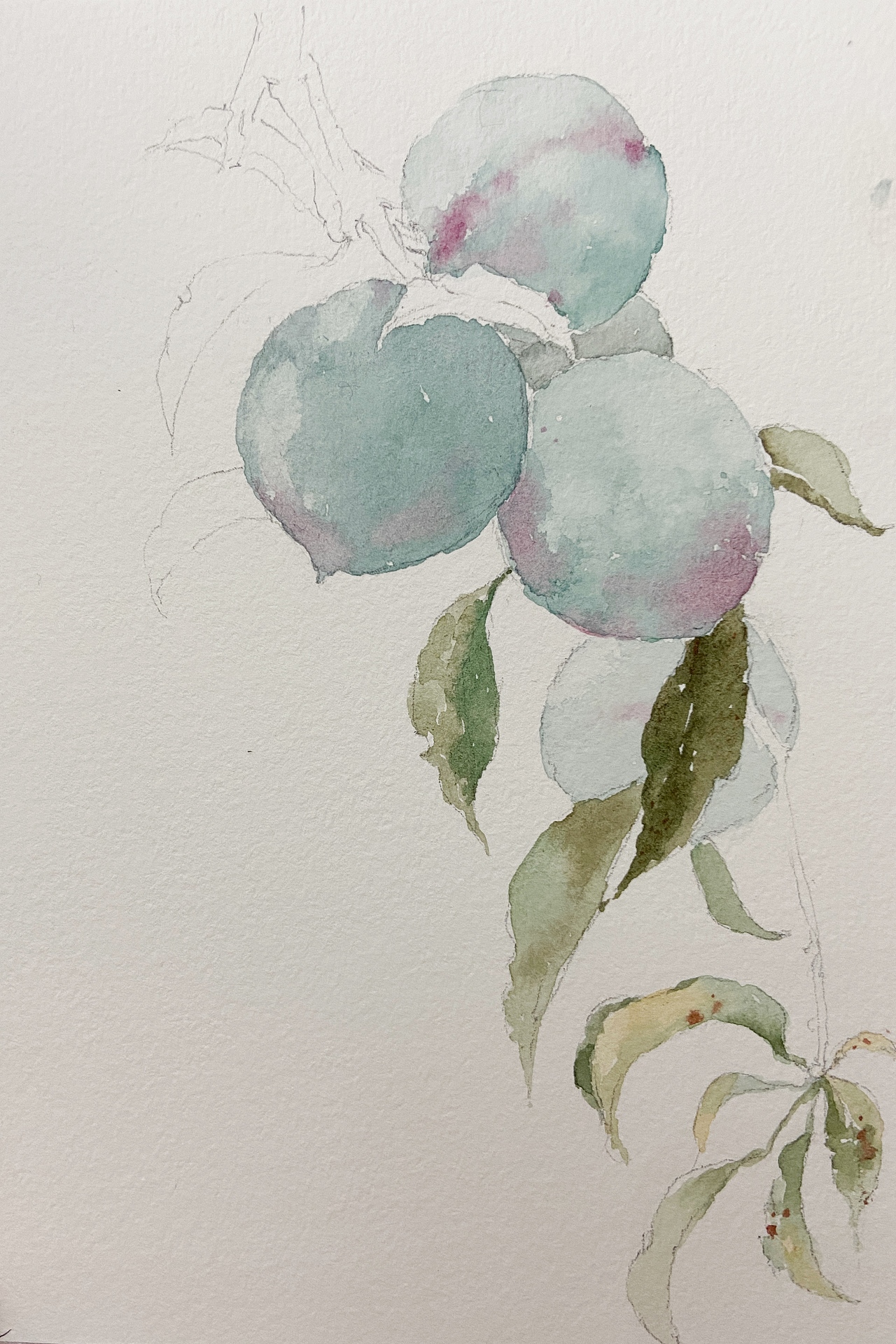 水彩手繪桃子（圖ZMjE4Njc0Mzgw） - 繪畫(huà) - 站酷設(shè)計(jì)師劉夢(mèng)水彩原創(chuàng)素材 - 站酷ZCOOL