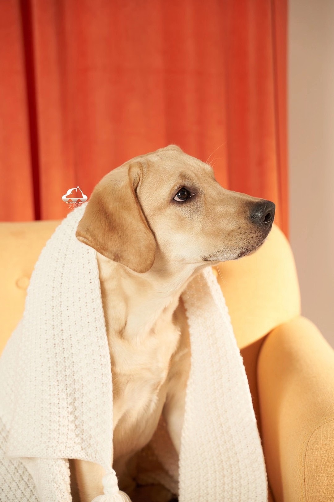 太空狗宠物摄影 画家拉布拉多写真|摄影|动物|太空狗视觉 - 原创作品