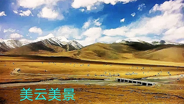 西藏的美云占了一半