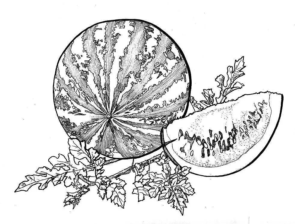 果蔬线描组（图ZNTY1MTQ2NTY=） - 绘画 - 站酷设计师多多猴原创素材 - 站酷ZCOOL