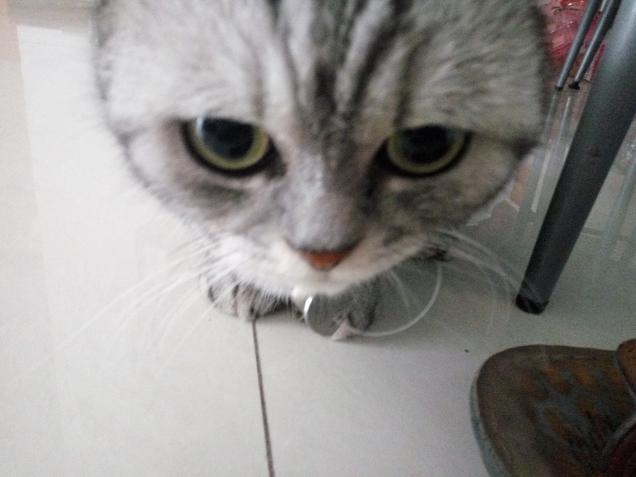 拍猫集01（图ZMTM0MDY0NTY0） - 宠物摄影 - 站酷设计师嘟嘟2019原创素材 - 站酷ZCOOL