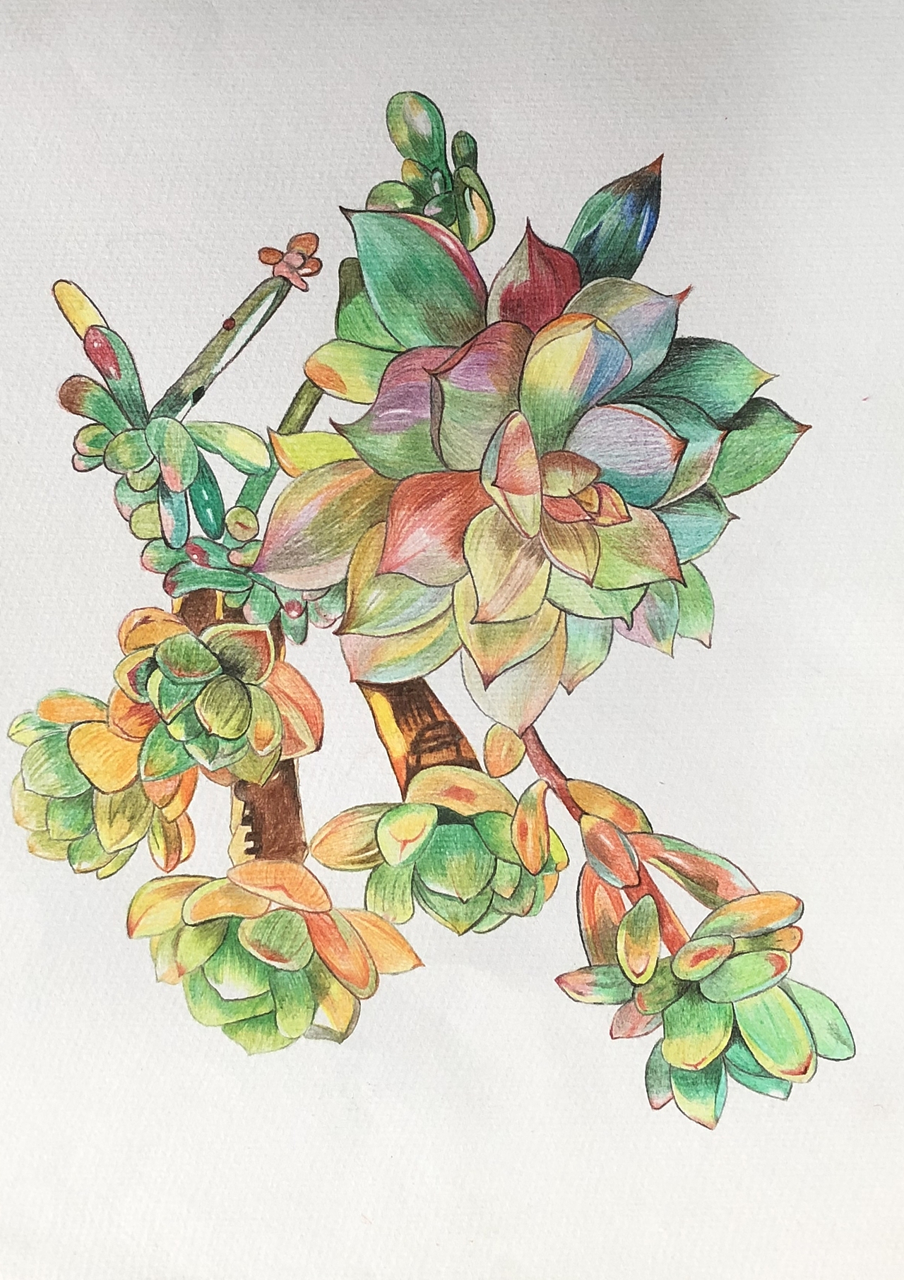 纯彩铅多肉植物～|插画|艺术插画|彩绘人生121511_临摹作品-站酷zcool
