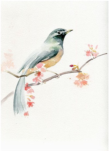 手绘水彩花鸟网络课堂示范