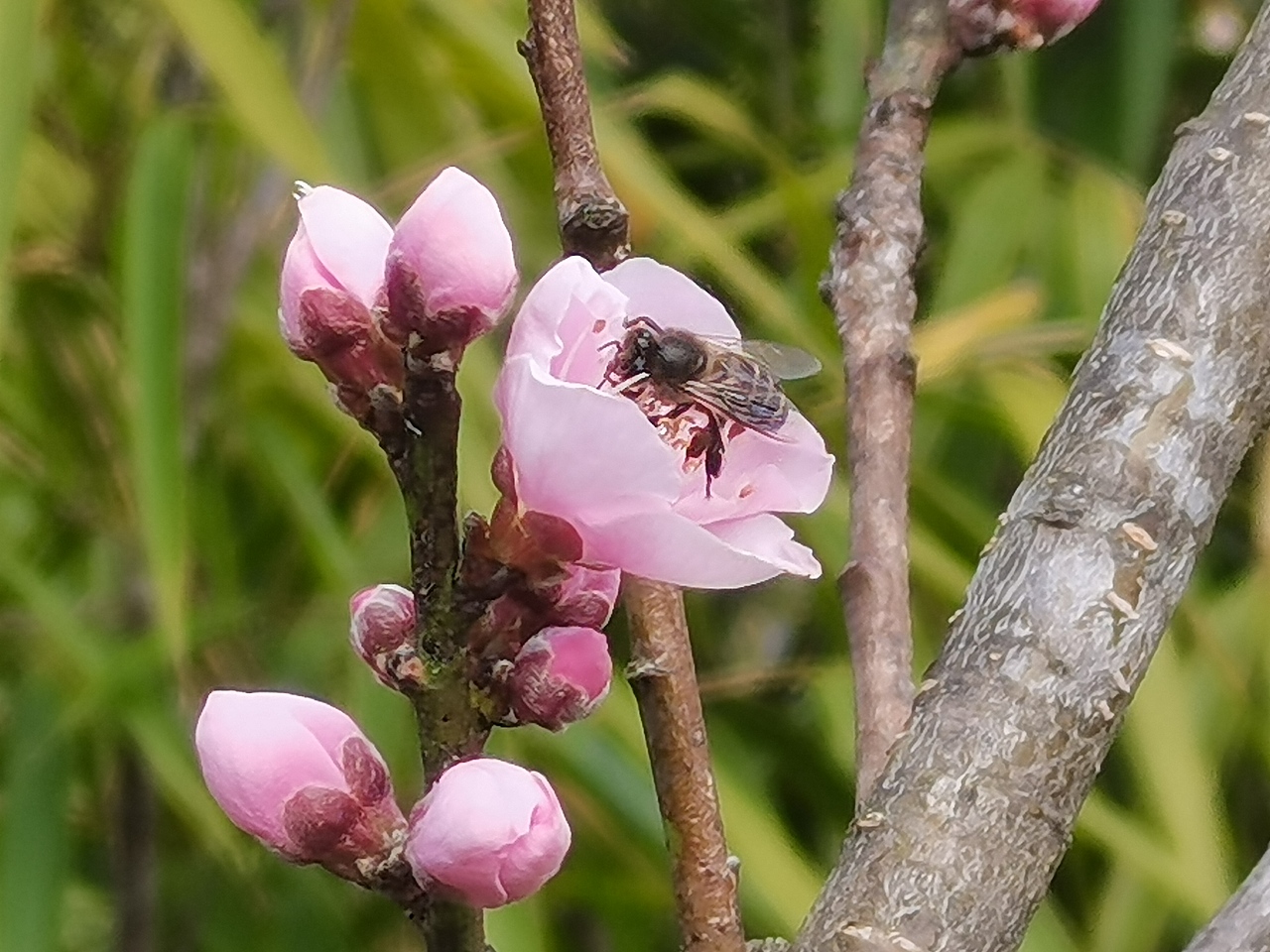 春日物语—桃花篇