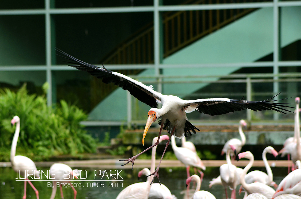 《裕廊飞禽公园-新加坡》|摄影|风光摄影|Allenwei - 原创作品 - 站酷 (ZCOOL)