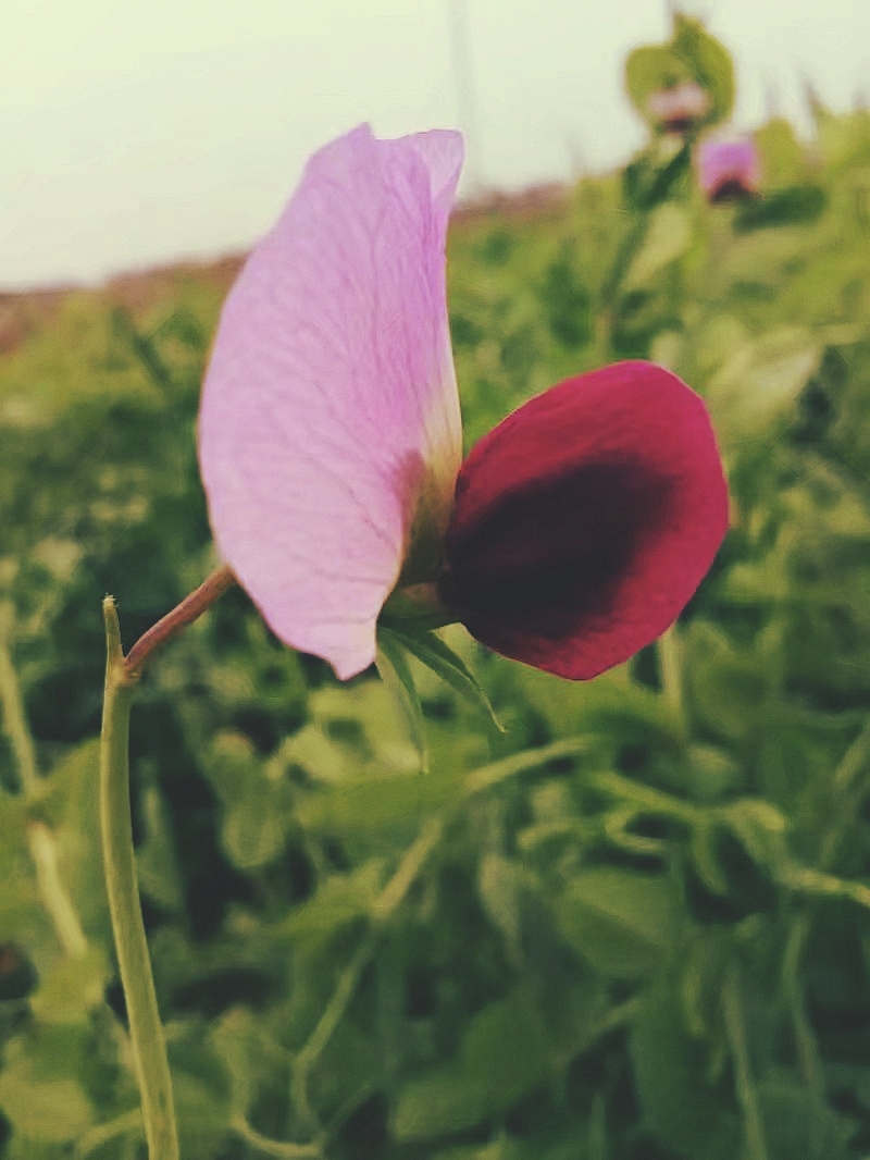 花开花落终有时