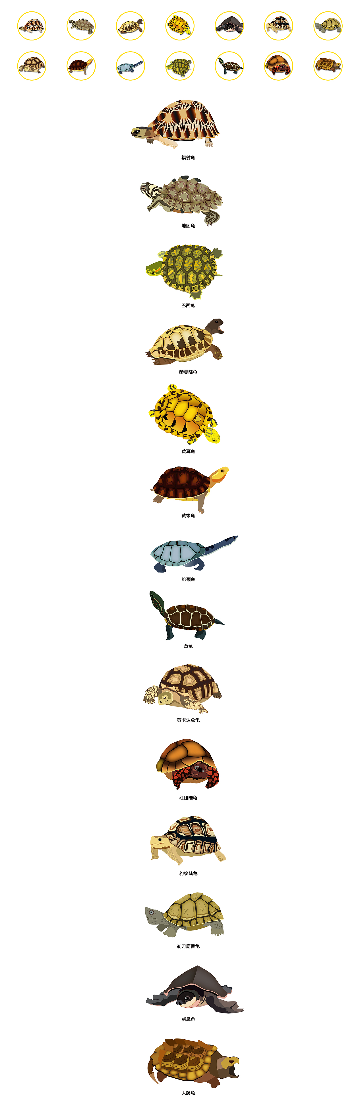 热门乌龟→_→