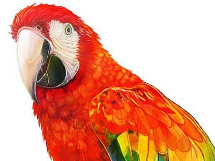  鹦鹉插画