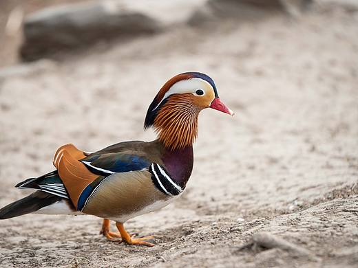 一只雄性的漂亮鸳鸯（个人主页-ZNjQ1NjkyMDQ=） - 宠物摄影 - 站酷设计师Z186262789原创素材 - 站酷ZCOOL