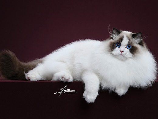 布偶猫-amyworks探须视觉