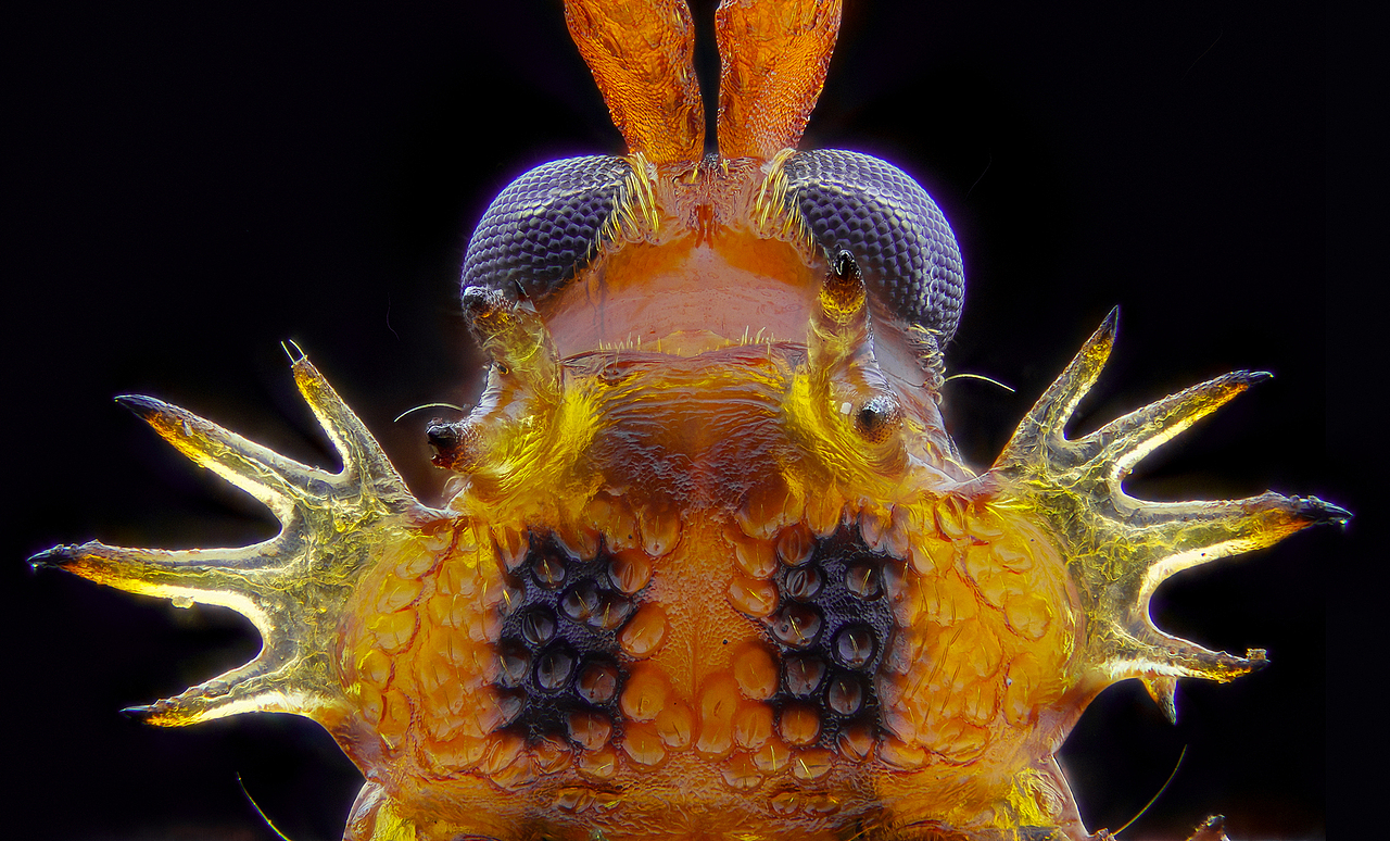 小蚂蚁---大特写（图ZMTgzMDcyOTMy） - 风光摄影 - 站酷设计师瓜哥微距摄影原创素材 - 站酷ZCOOL