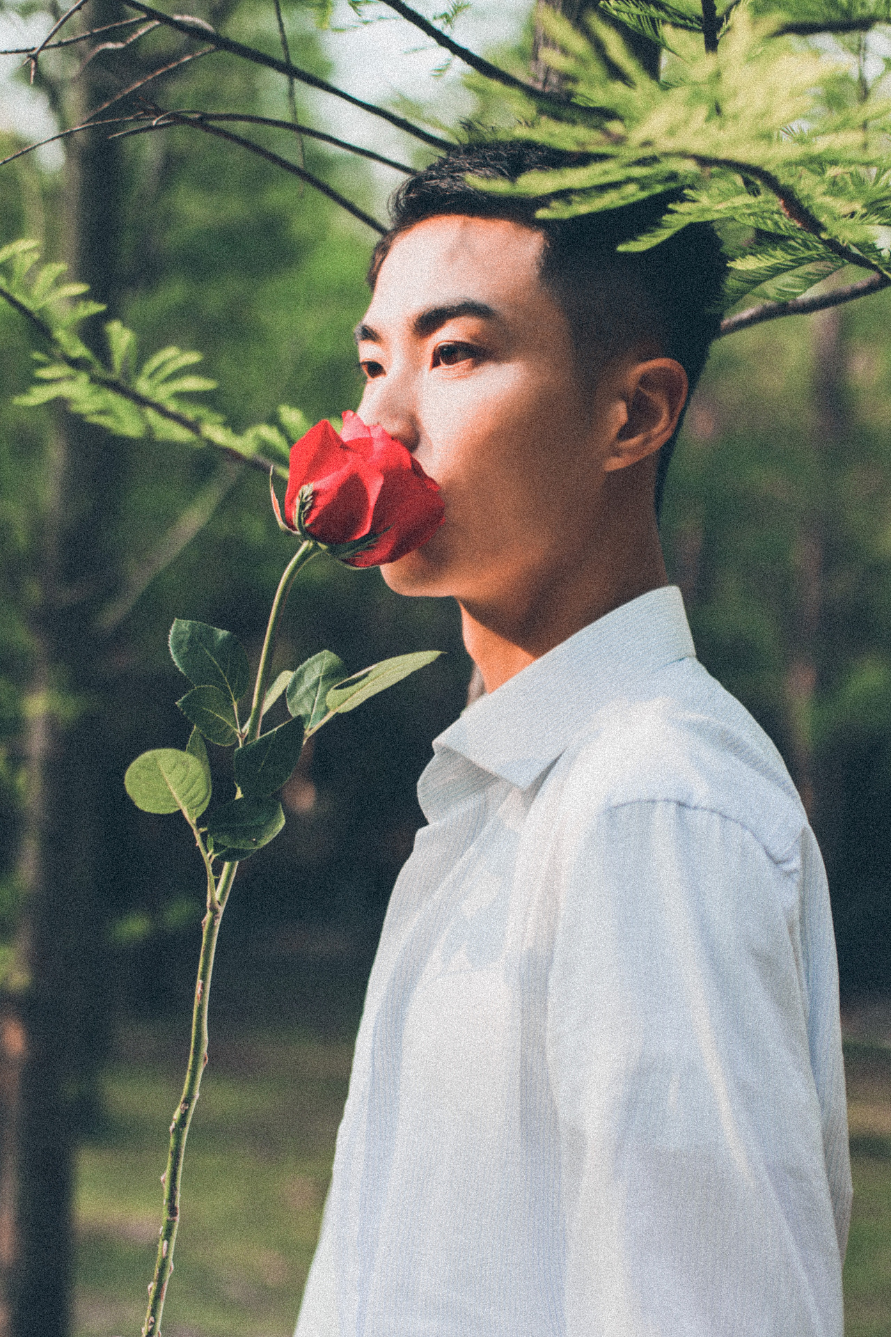 玫瑰与小鹿 ——