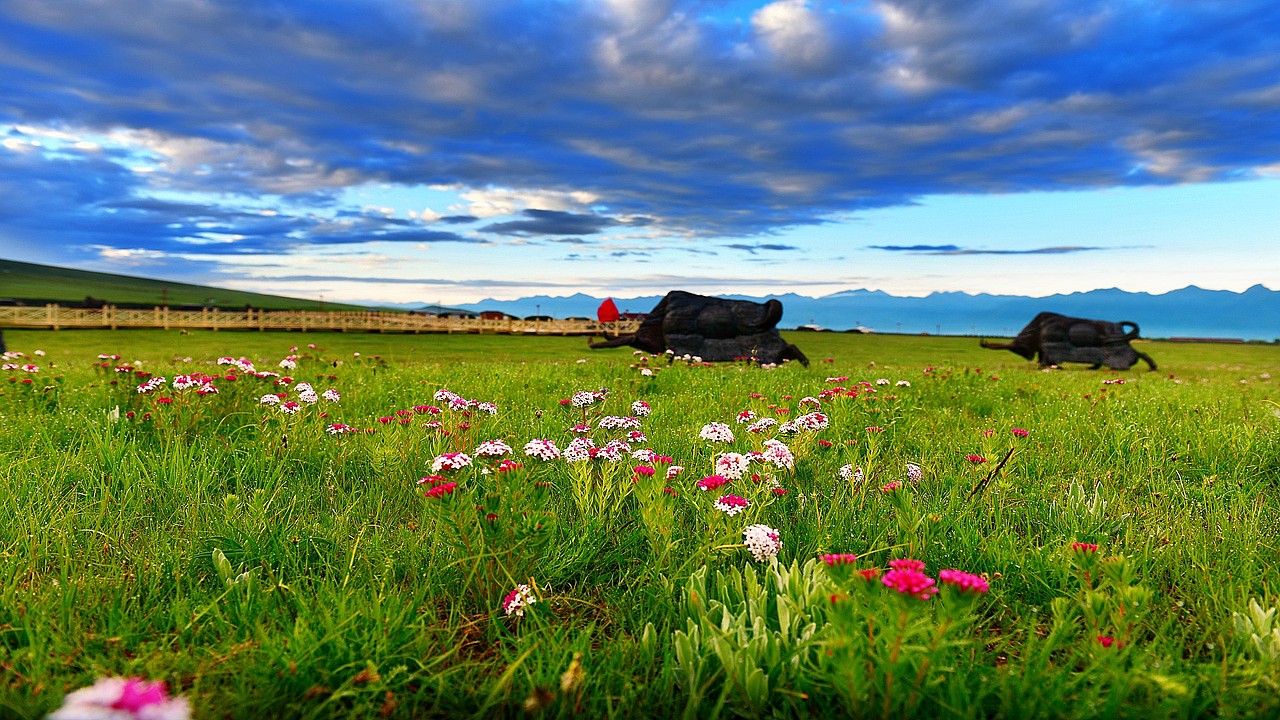 祁连山下最美的牧场