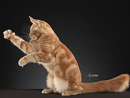 缅因猫-AMYWORKS探须视觉