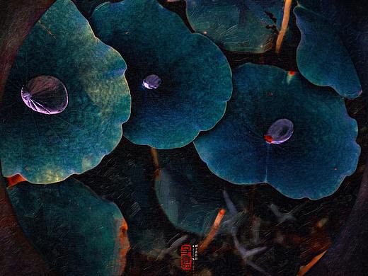 《情归荷处.2019》