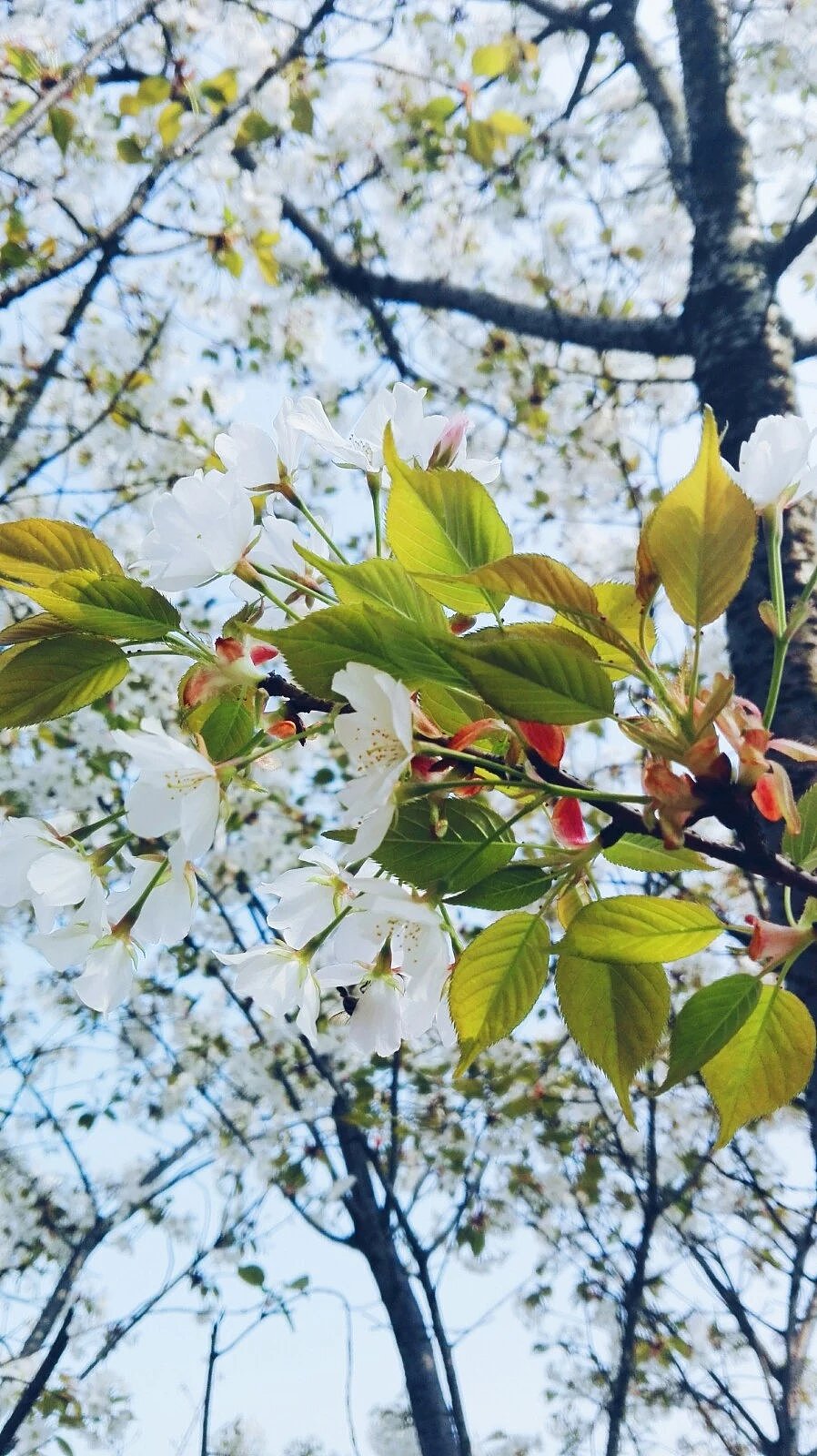 手机摄影----树与天空（图ZODA1MTE0NDQ=） - 人文/纪实摄影 - 站酷设计师Echo卡卡原创素材 - 站酷ZCOOL
