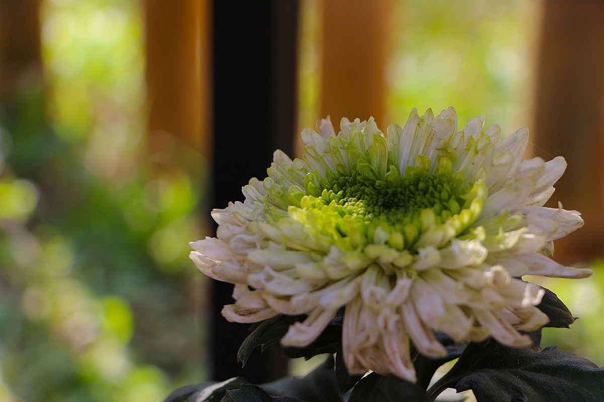 年有花季，人如花期（2）（图ZMjM3NTY4MDUy） - 风光摄影 - 站酷设计师小小样88原创素材 - 站酷ZCOOL
