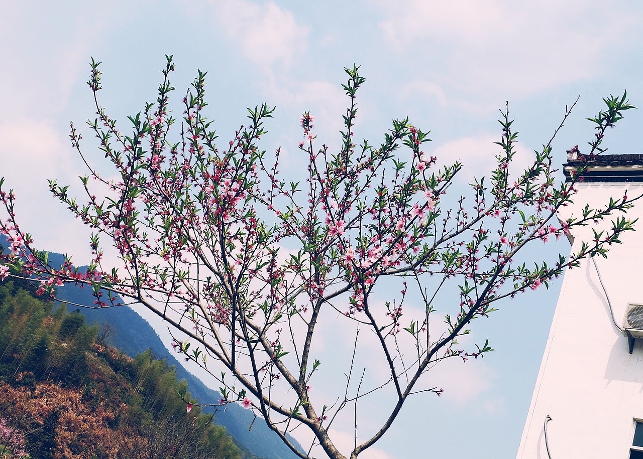 最美油菜花儿－江西婺源2016（图ZNDUyNzk1OTI=） - 风光摄影 - 站酷设计师CherryCheng原创素材 - 站酷ZCOOL